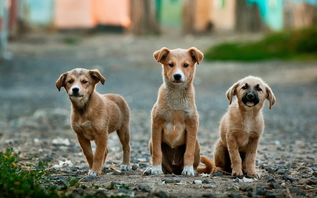 a group of dogs standing on a rock