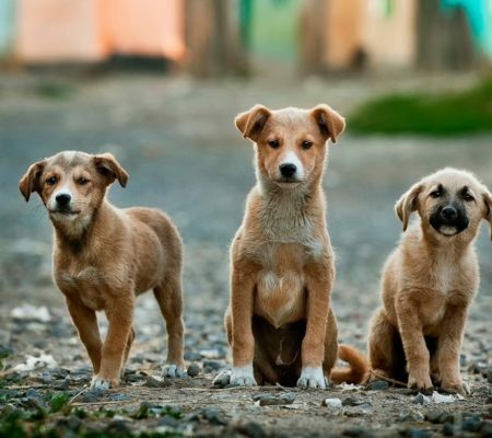 a group of dogs standing on a rock