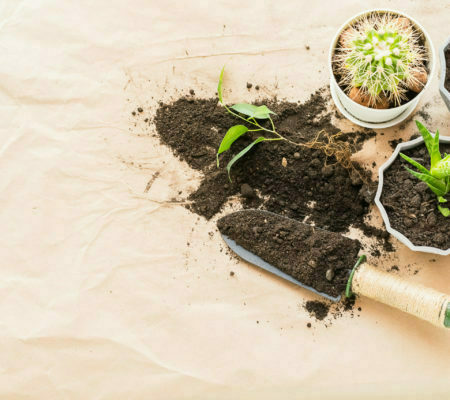 a small plant in a pot